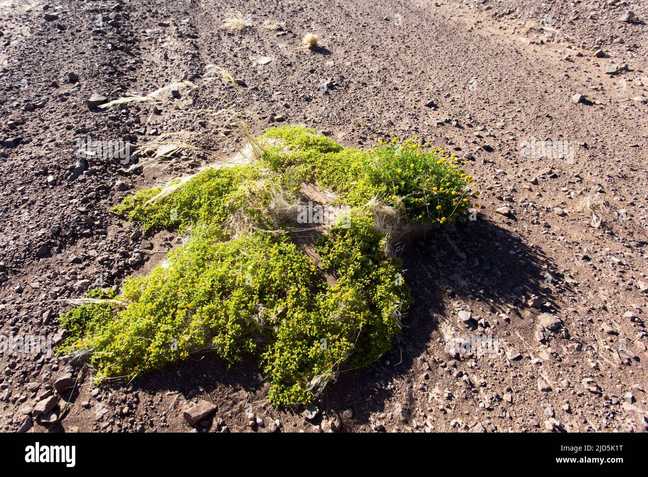 Ansicht der Tetraena-Pflanze in der Wüste Namibias Stockfoto