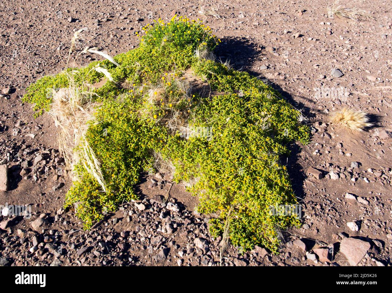 Ansicht der Tetraena-Pflanze in der Wüste Namibias Stockfoto