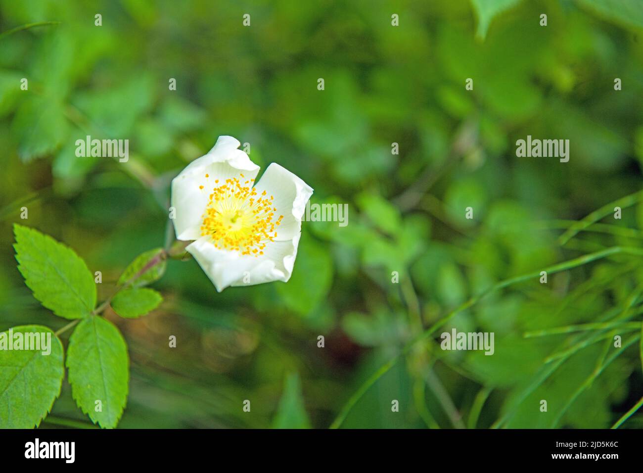 Eine wilde Rose, häufig auf Hecken und in Wäldern, mit einer schönen, aber ziemlich kleinen weißen Blume voller gelber Staubgefäße Stockfoto