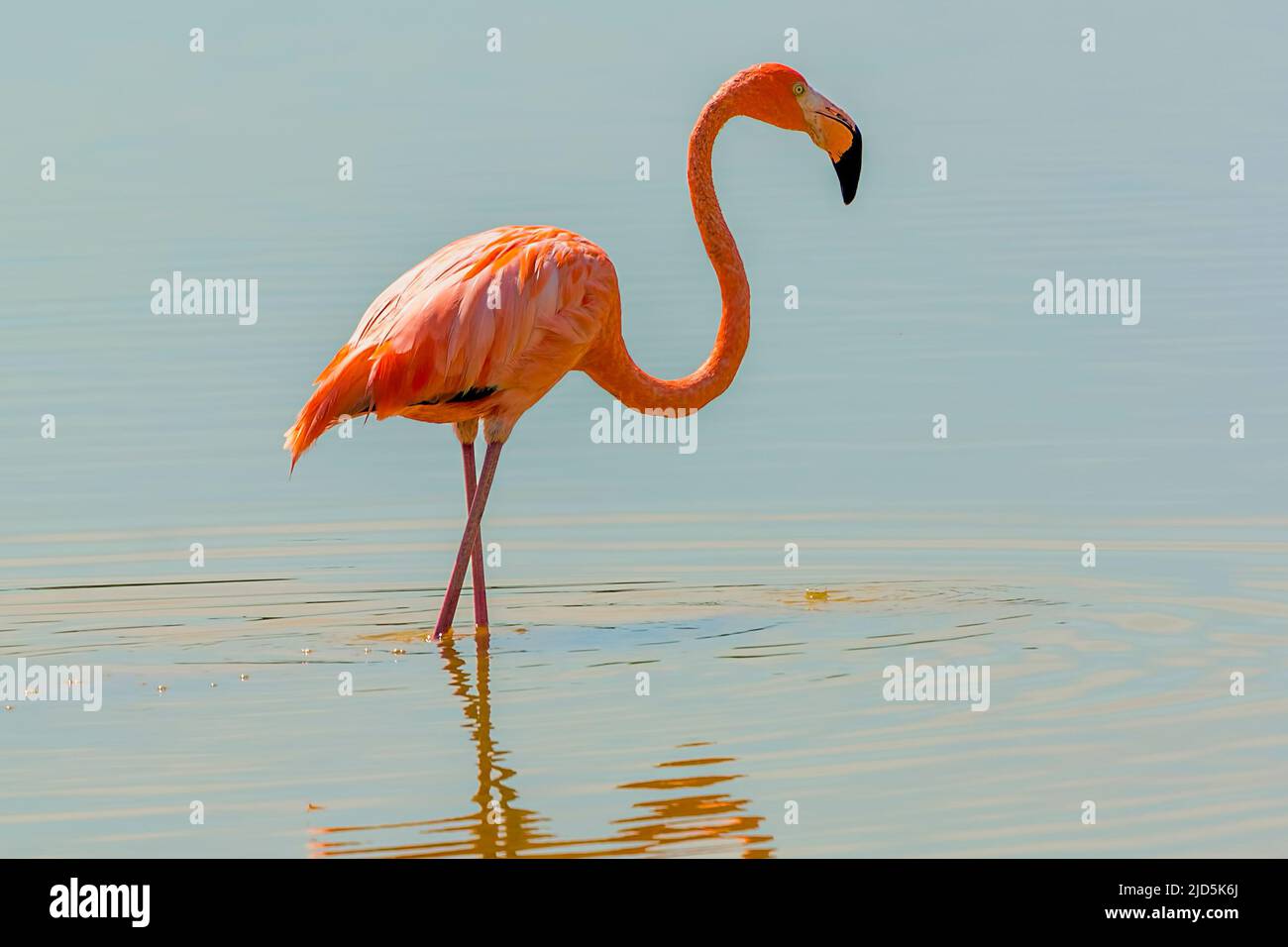 Ein amerikanischer Flamingo (Phoenicopterus ruber) in einem natürlichen Teich auf Cayo Guillermo, Kuba Stockfoto