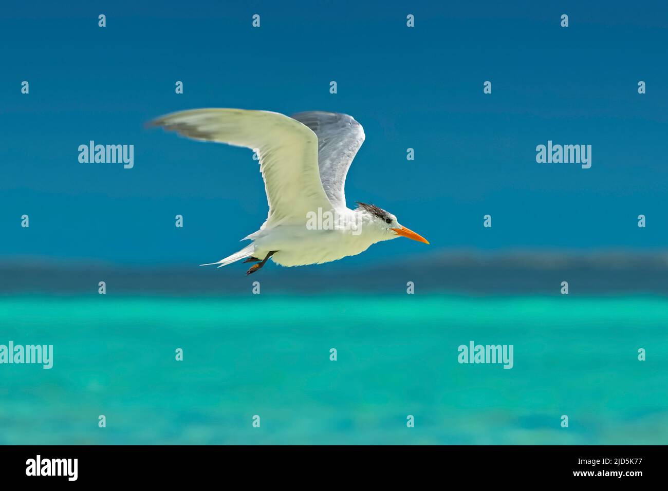 Eine fliegende Königliche Seeschwalbe (Thalasseus maximus) mit dem wunderschönen türkisfarbenen Wasser von Cayo Guillermo, Kuba Stockfoto