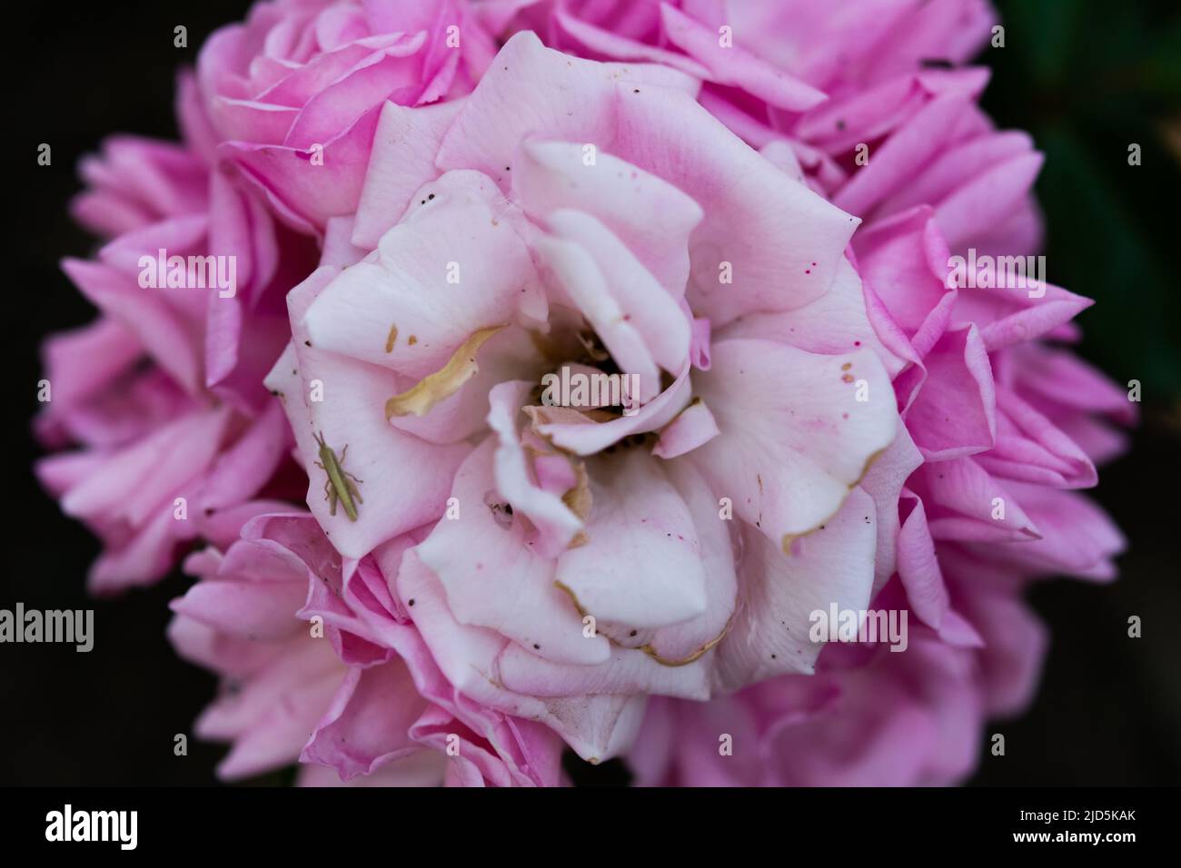 Makrofotografie von rosa Rosenblüten. Provence Rose, Kohlrose oder Rose de Mai Stockfoto
