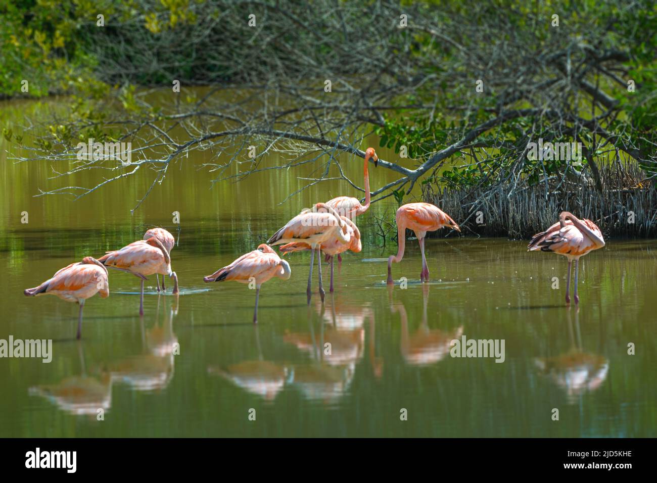 Amerikanische Flamingos (Phoenicopterus ruber) in einem natürlichen Teich auf Cayo Guillermo, Kuba Stockfoto