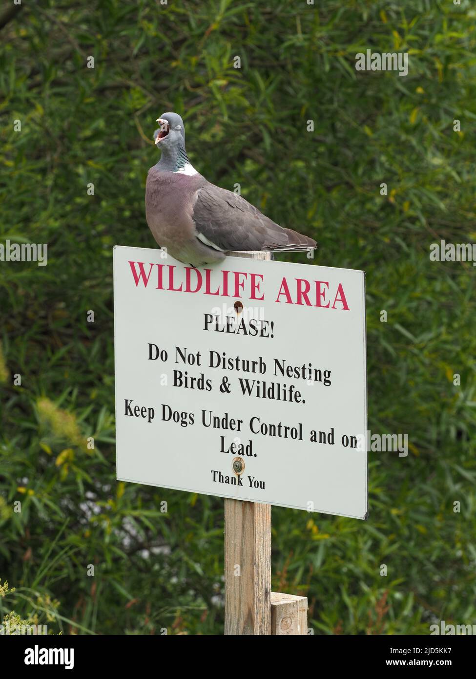 Gewöhnliche Waldtaube gähnt während sie auf einem „Do Not Disturb Wildlife“-Schild in der Nähe eines Flussufers steht. Grüne Bäume und Laub im Hintergrund. Stockfoto