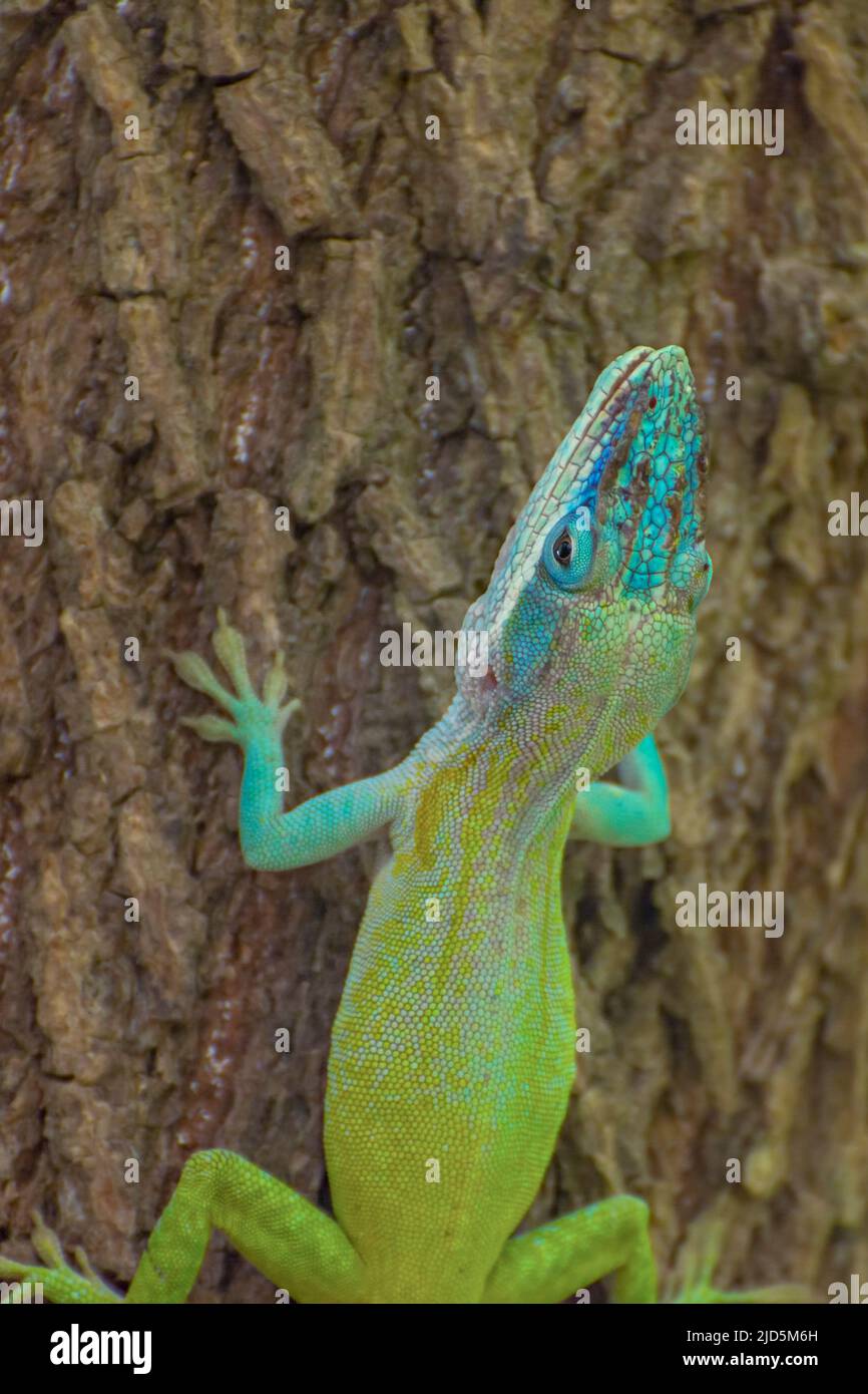 Eine kubanische Blaue Anole (Anolis allisoni), die in der Nähe von Cienfuegos, Kuba, auf einen Baum klettert Stockfoto