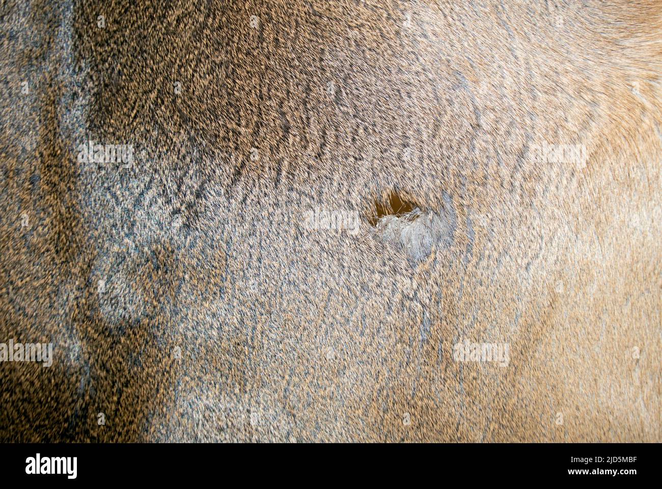 Ein Hirschleder wurde gebräunt und das Beinloch ist sichtbar. Die Haarseite bildet einen schönen Hintergrund oder eine Textur, die Wildtiere oder die Jagd darstellt. Stockfoto
