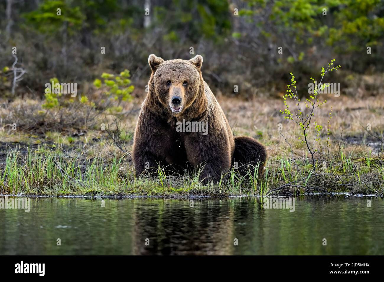 Der männliche Bär sitzt am Sumpfsee. Stockfoto