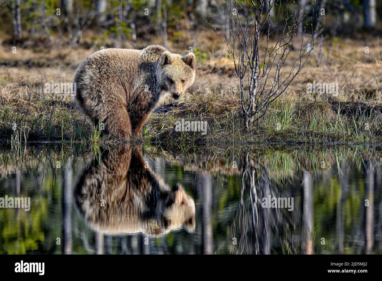 Der junge Bär blickt auf seine eigene Spiegelung vom Sumpfsee. Stockfoto
