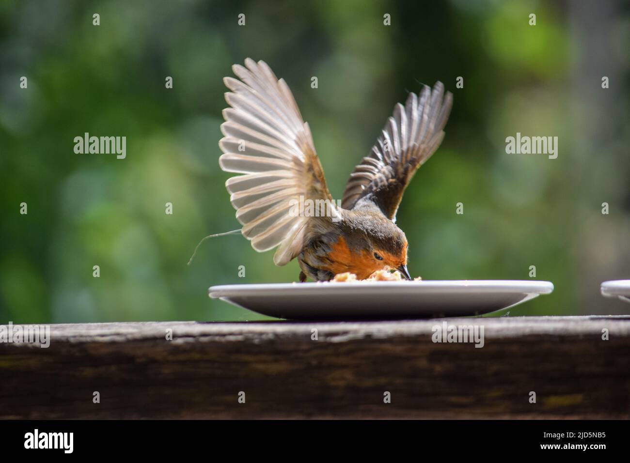 Robin 140622 Stockfoto