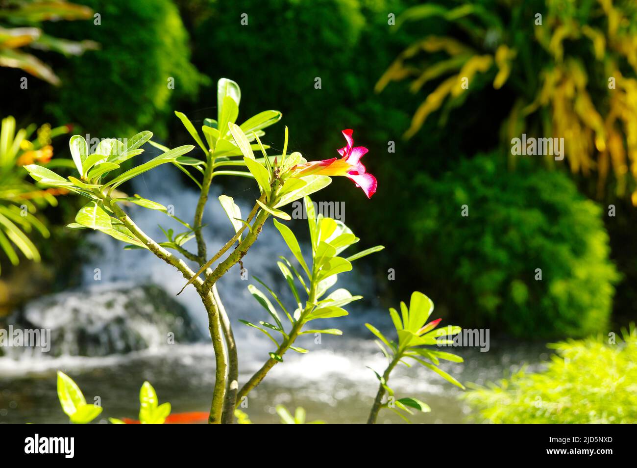Schöner botanischer Garten - Jardin de Deshaies, nordwestlich von Basse-Terre, Guadeloupe, Karibik Stockfoto