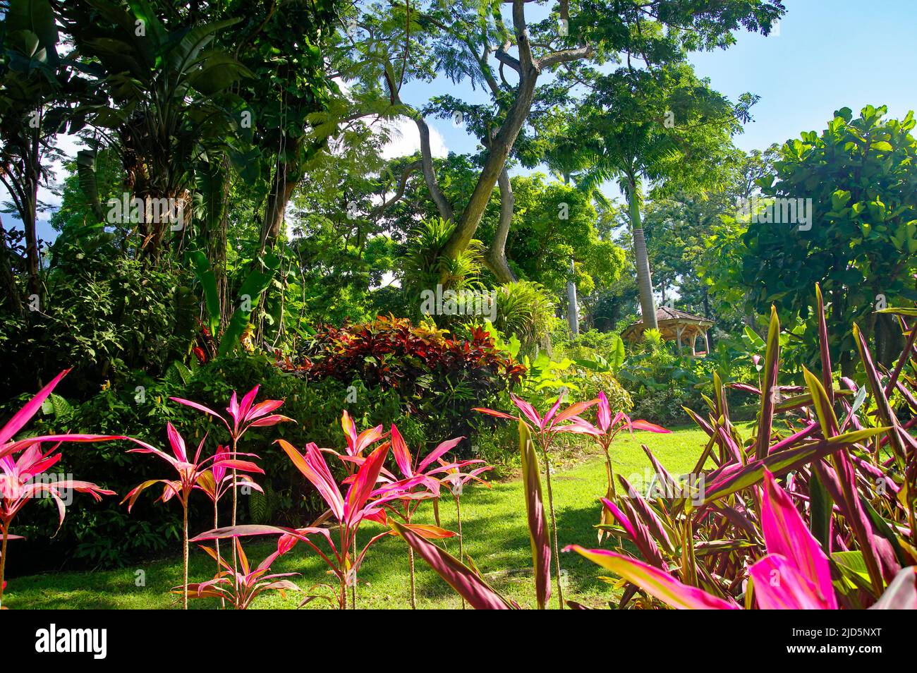 Schöner botanischer Garten - Jardin de Deshaies, nordwestlich von Basse-Terre, Guadeloupe, Karibik Stockfoto