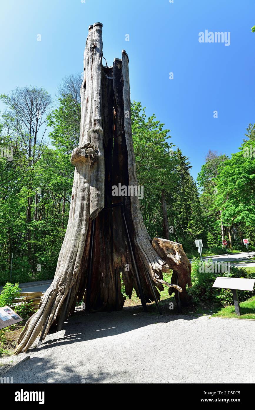 Der 800 Jahre alte Hollow Tree, ein Western Red Cedar Tree Stumpf, ist eines der berühmtesten Wahrzeichen im Stanley Park in Vancouver. Der Baum wurde wiederhergestellt Stockfoto