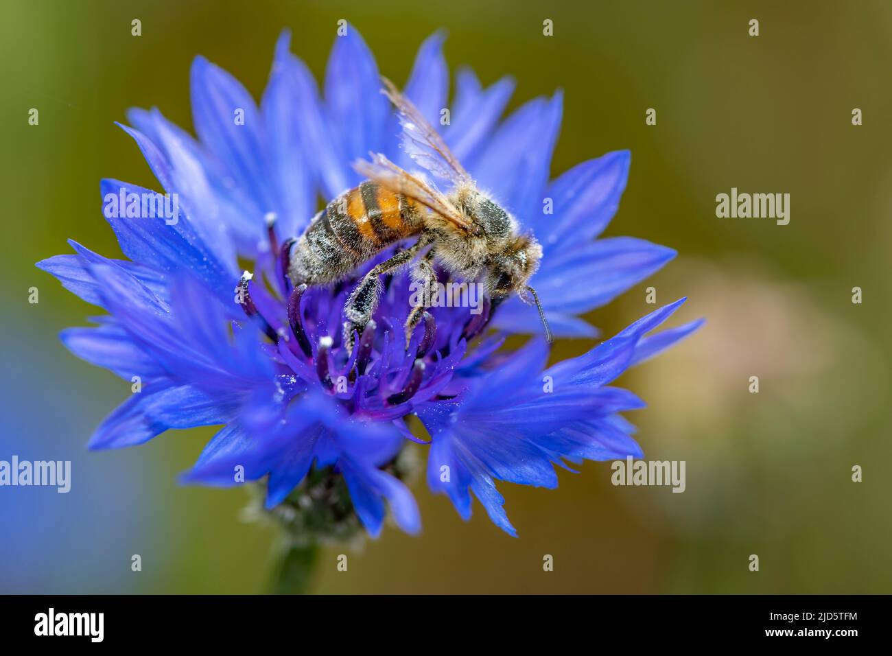 Europäische Honigbiene (APIs mellifera) auf Kornblume (Centaurea cyanus). Foto aus Norddänemark im Juni. Stockfoto