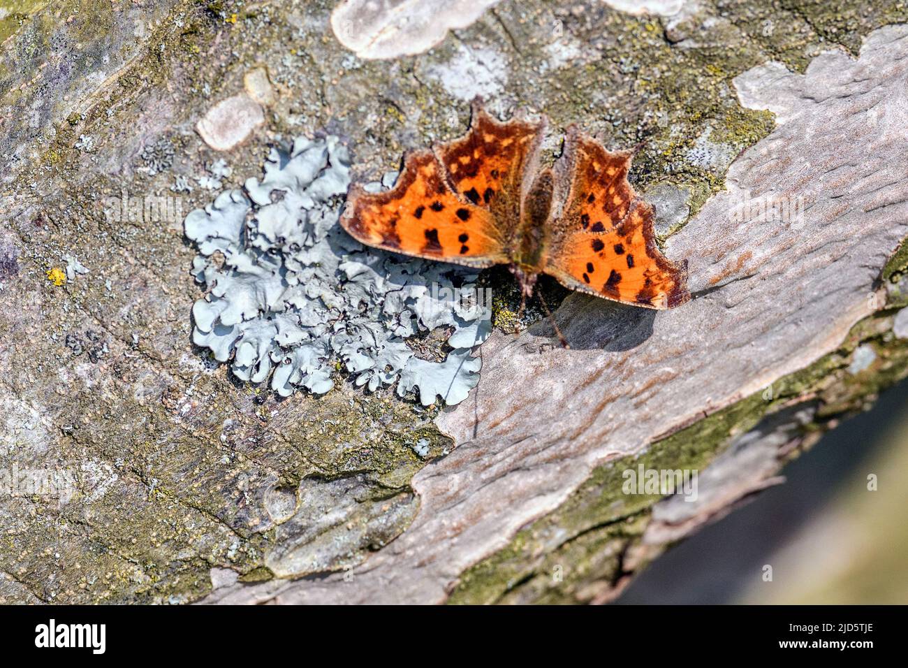Comma Butterfly (Polygonia c-Album) aus Leicestershire, Großbritannien. Stockfoto