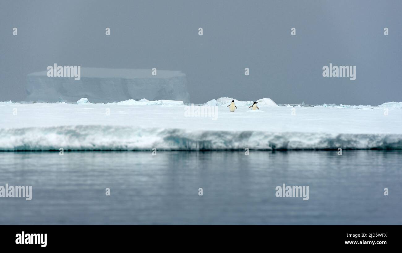 Zwei Pinguine, Schelfeis und riesige Eisberge im McMurdo Sound, Antarktis. Stockfoto Zwei Pinguine, Schelfeis und riesige Eisberge im McMurdo Sound, Antarktis. Stockfoto