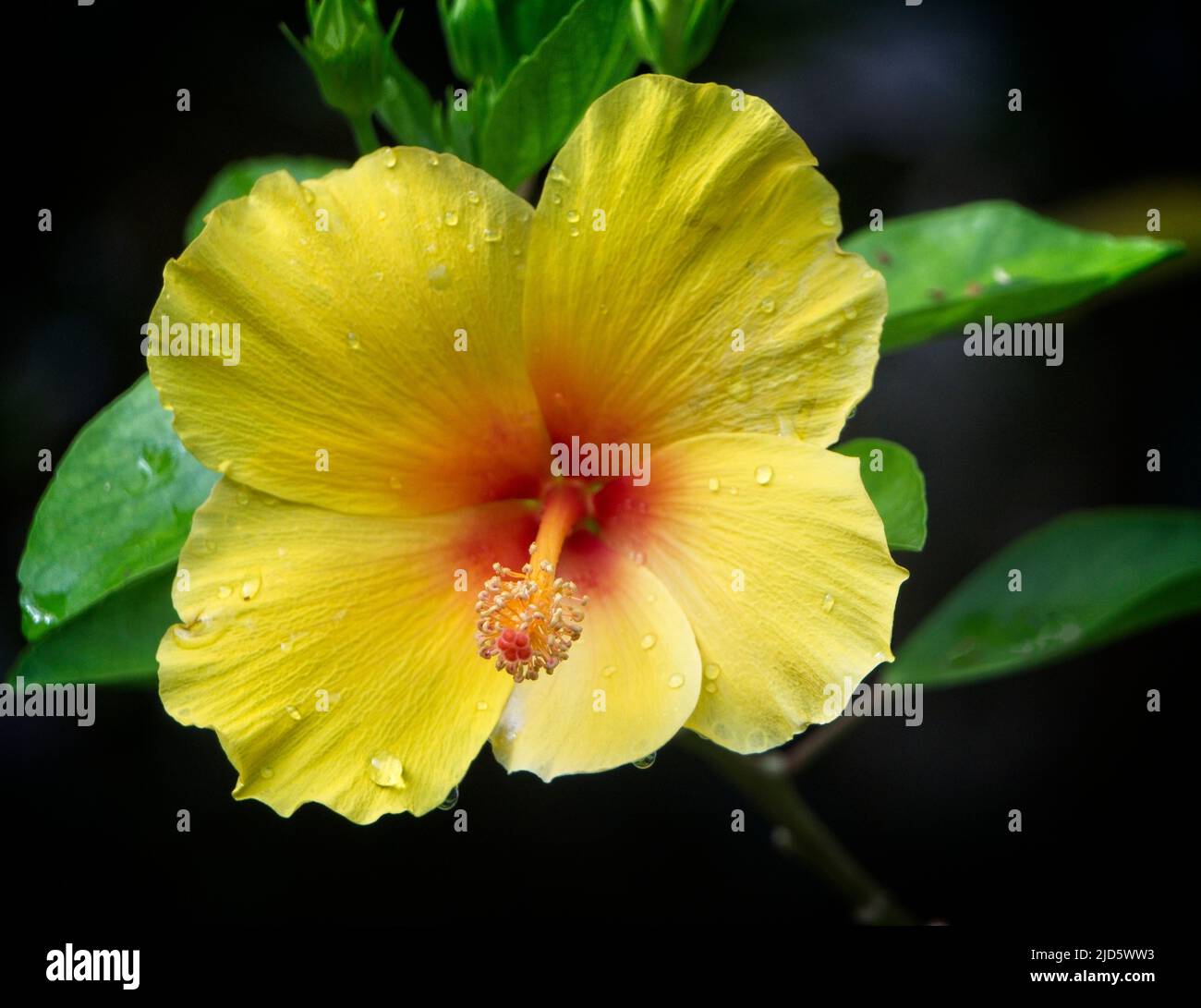 Hawaiianischer Hibiskus Calgary Zoo Alberta Stockfoto
