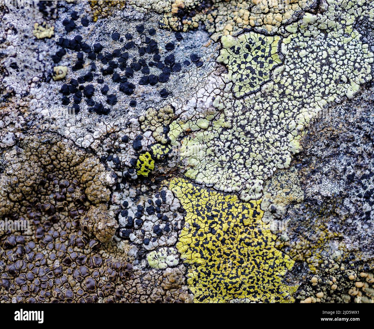 Crustoce licehens wächst auf Felsen in 900 m Höhe bei Kanben (Agder, norwegen). Wir haben gemeinsame Kartenflechten (Rhizocarpon geographicum) und Protopa Stockfoto