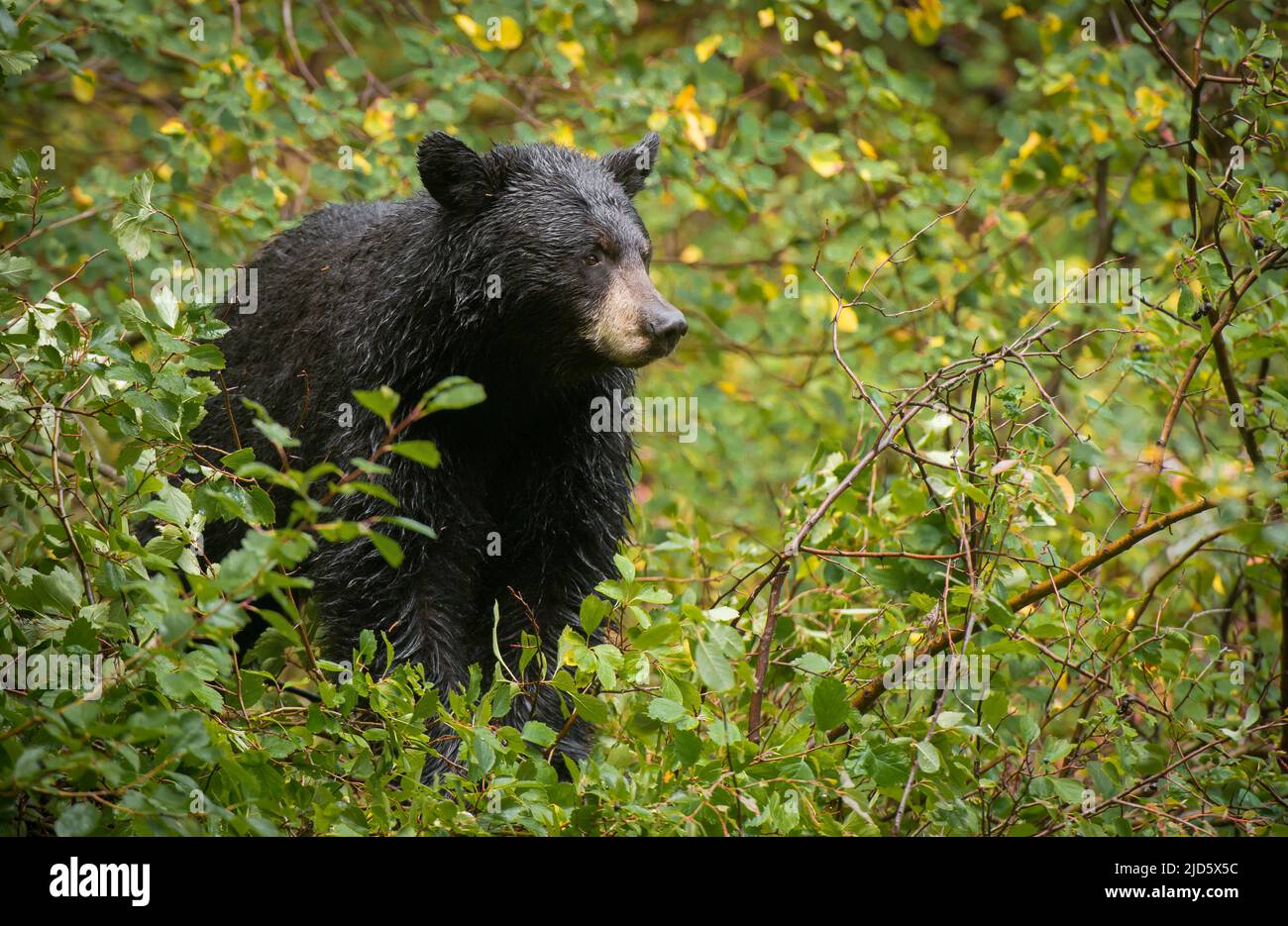 Ein Schwarzbär sitzt eingebettet in die Spitze eines Weißdornbusches, während er in Vorbereitung des kommenden Winters an Beeren schluckt. Stockfoto
