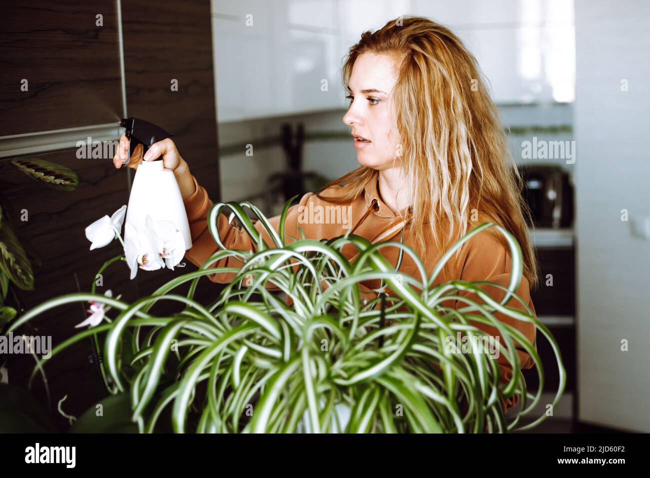 Porträt einer jungen attraktiven Frau mit welligen, hellem Haar, das braunes Sweatshirt trägt und die Zimmerpflanze Chlorophytum wässert. Stockfoto