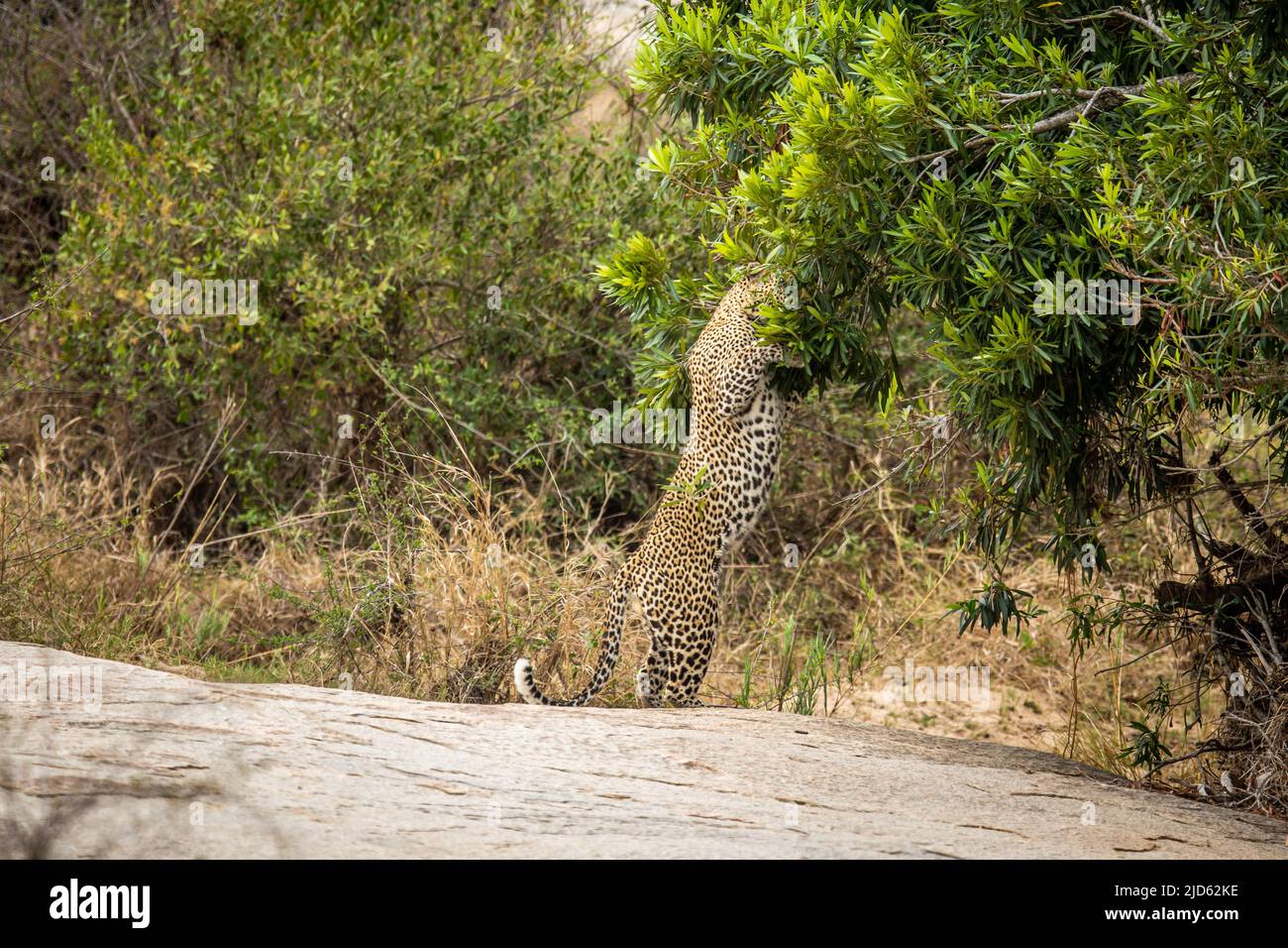 Großer männlicher Leopard markiert Territorium im Krüger National Park, Südafrika. Stockfoto