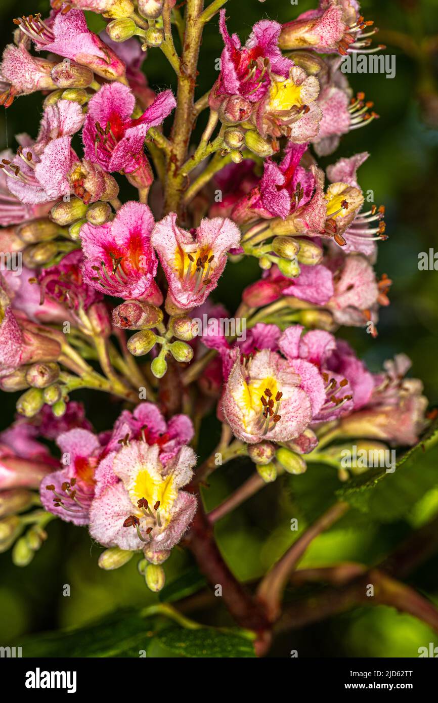 Kastanienblumen (Aesculus x Carnea ‘Briotii’) Stockfoto