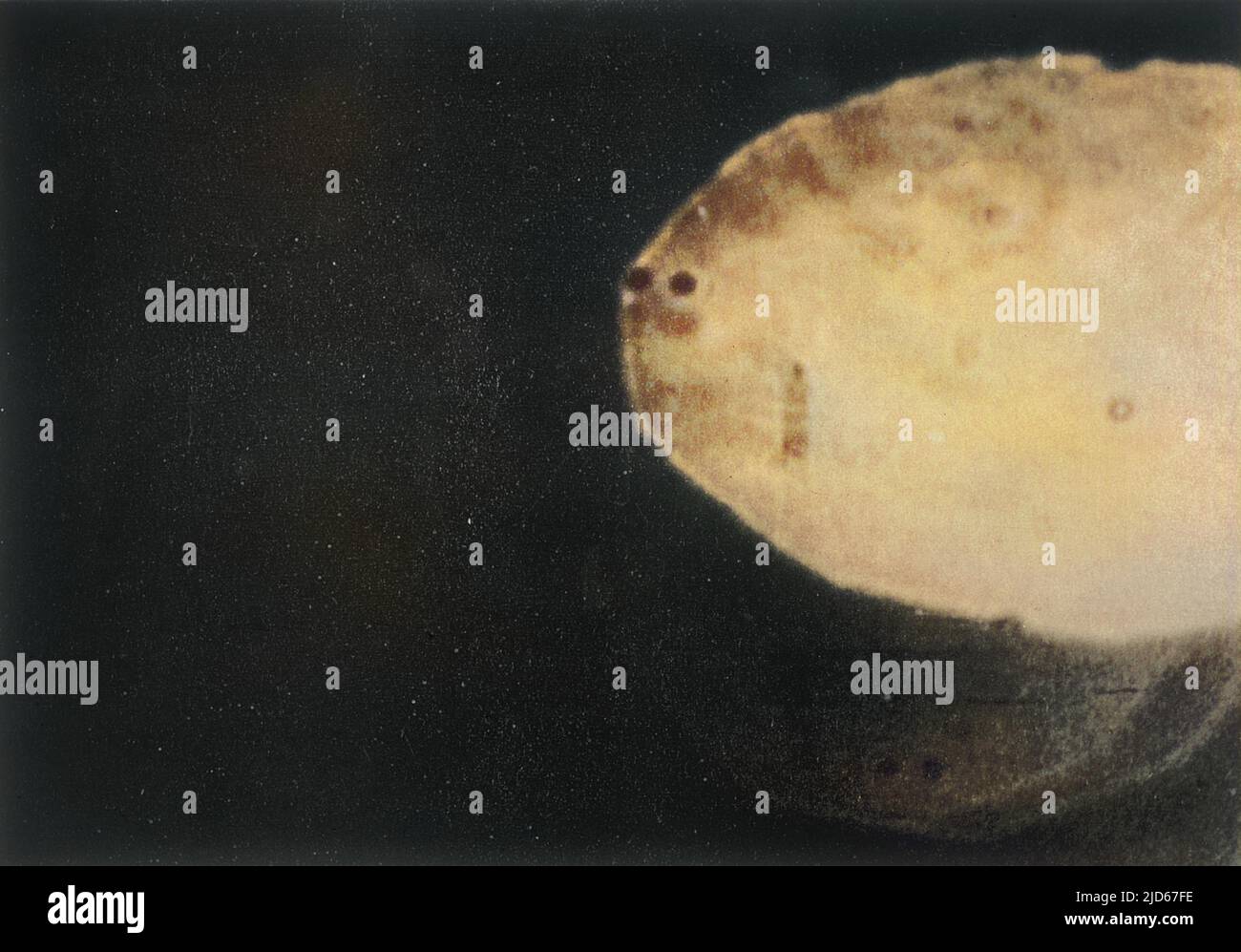 Atmosphärisches UFO: 'Amoeba no 1': Infrarotfoto eines lebenden UFO, das über der kalifornischen Wüste aufgenommen wurde. Kolorierte Version von : 10019430 Datum: 25.. August 1957 Stockfoto