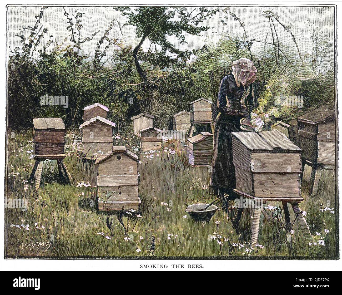 Rauchen der Bienen Colorized Version von : 10024589 Datum: 1889 Stockfoto