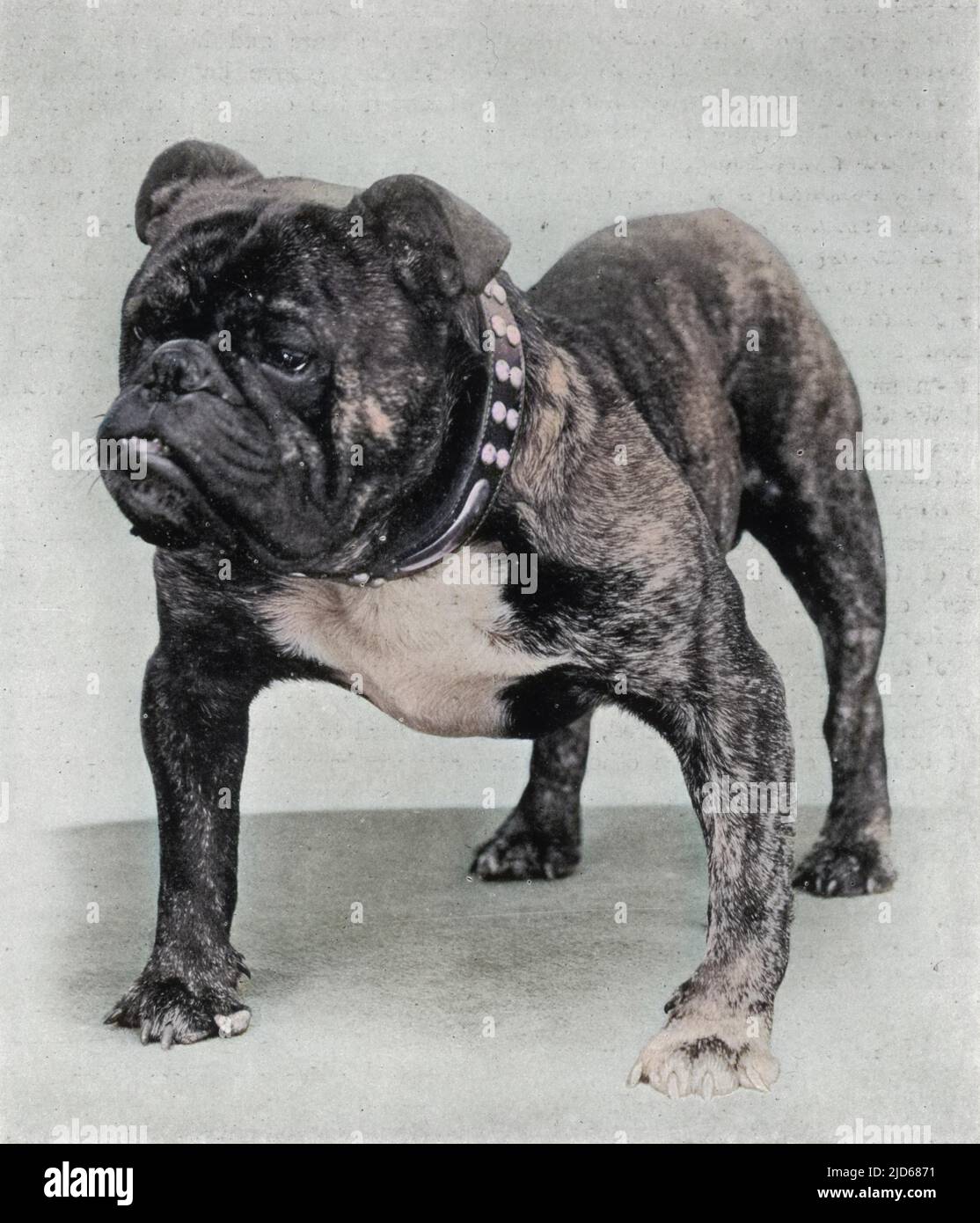 RODNEY STONE' englischer und amerikanischer Champion 1907 wurde dieser Hund von Herrn Walter Jefferies von 'John of the Funnels' (Vater) und 'Lucy Loo' (Mutter) gezüchtet. Kolorierte Version von : 10076174 Datum: 1907 Stockfoto