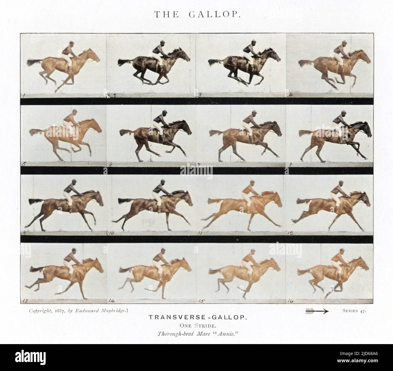 Pferd : galoppieren Kolorierte Version von : 10083141 Datum: 1880s Stockfoto