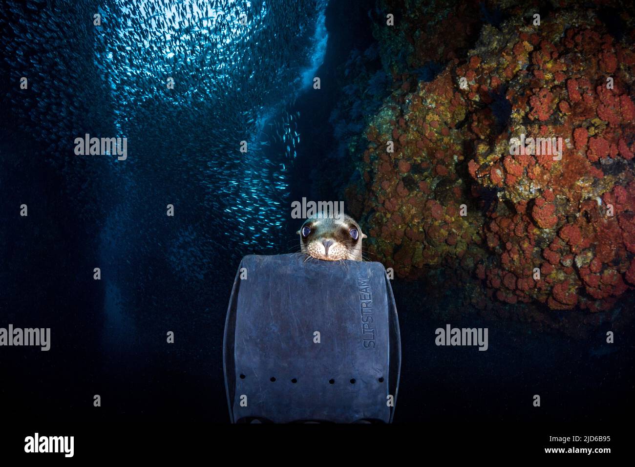 Scuba Divers Fin Los Islotes, La Paz, Baja California Sur, Mexiko Stockfoto