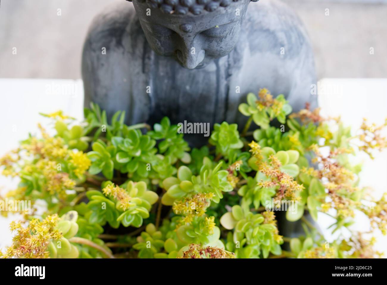 Buddha-Statue Nahaufnahme selektiv konzentriert auf die Nase, mit Blumen. Stockfoto