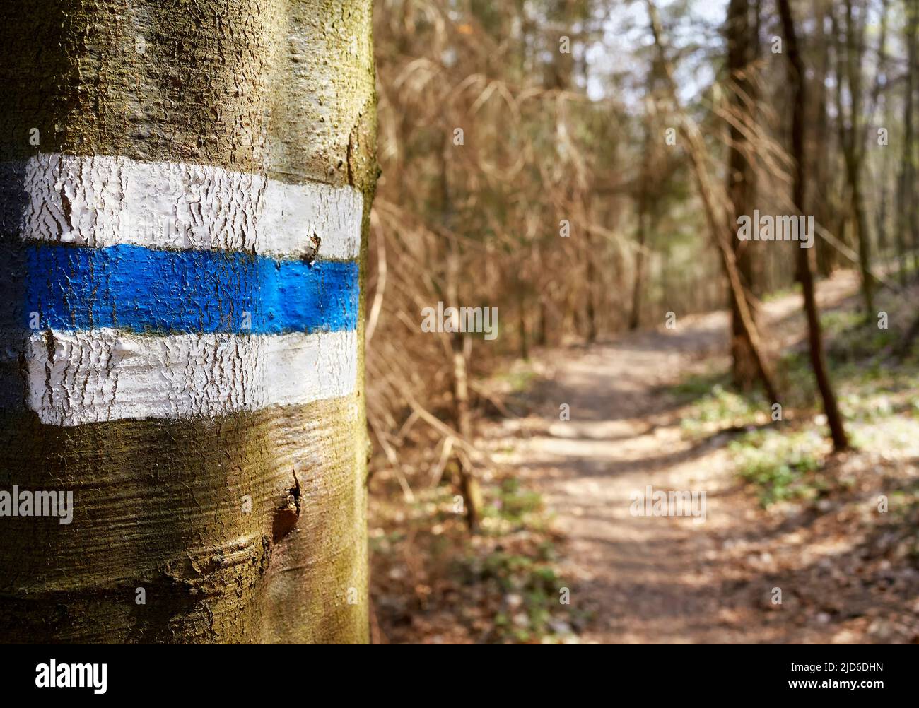 Blauer Wandermarker auf einem Baumstamm, selektiver Fokus Stockfoto