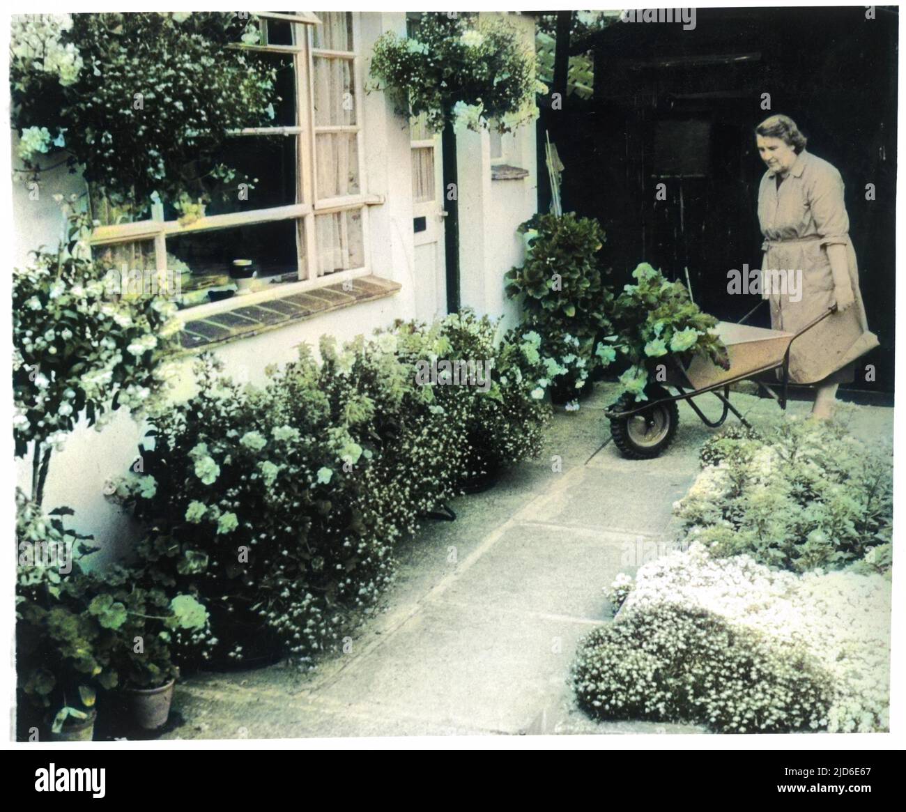 Eine Frau, die mit ihrer Schubkarre in einem sehr gepflegten Garten voller Rosen, Hängekörbe und anderer Blumenränder arbeitet. Kolorierte Version von : 10091931 Datum: 1940s Stockfoto