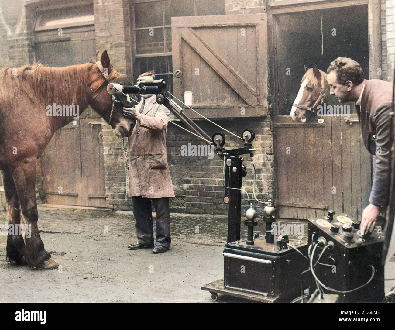 Ein Pferd, das am Royal Veterinary College, Camden, London, mit einem tragbaren Röntgengerät geröntgt wurde, das sich bei der Behandlung von Tierbeschwerden als unschätzbar wertvoll erwiesen hat. Kolorierte Version von : 10150403 Datum: Anfang 1930s Stockfoto