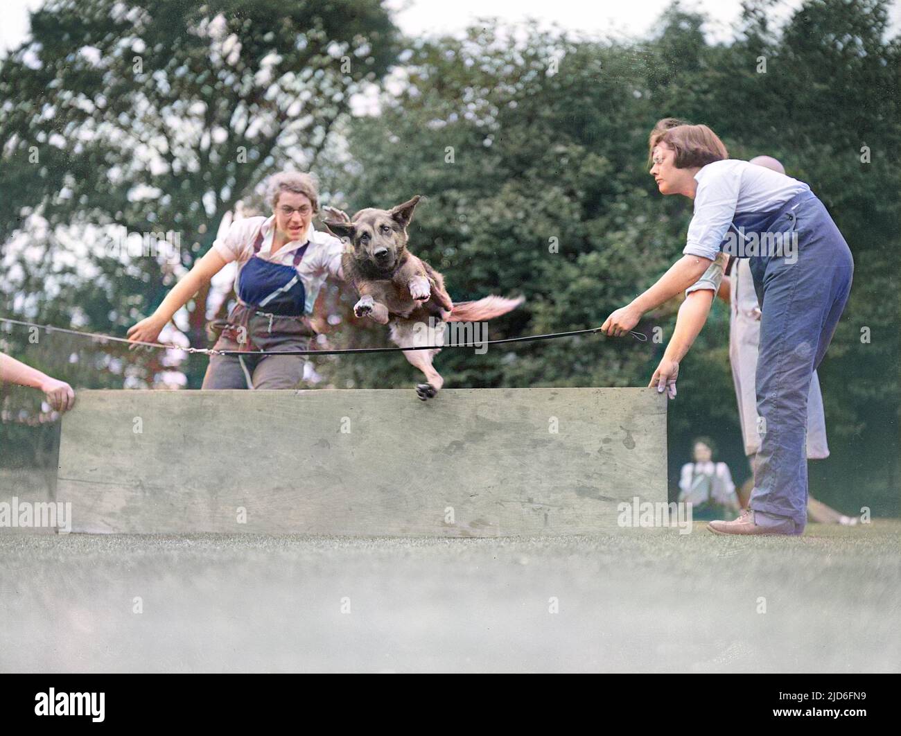 Bellmead Kennels, Old Windsor, Balkshire, England (das Landgebäude des Battersea Dogs Home), lehrt Deutsche Schäferhunde (oder Elsässer) zu springen. Kolorierte Version von : 10165139 Datum: Anfang 1930s Stockfoto