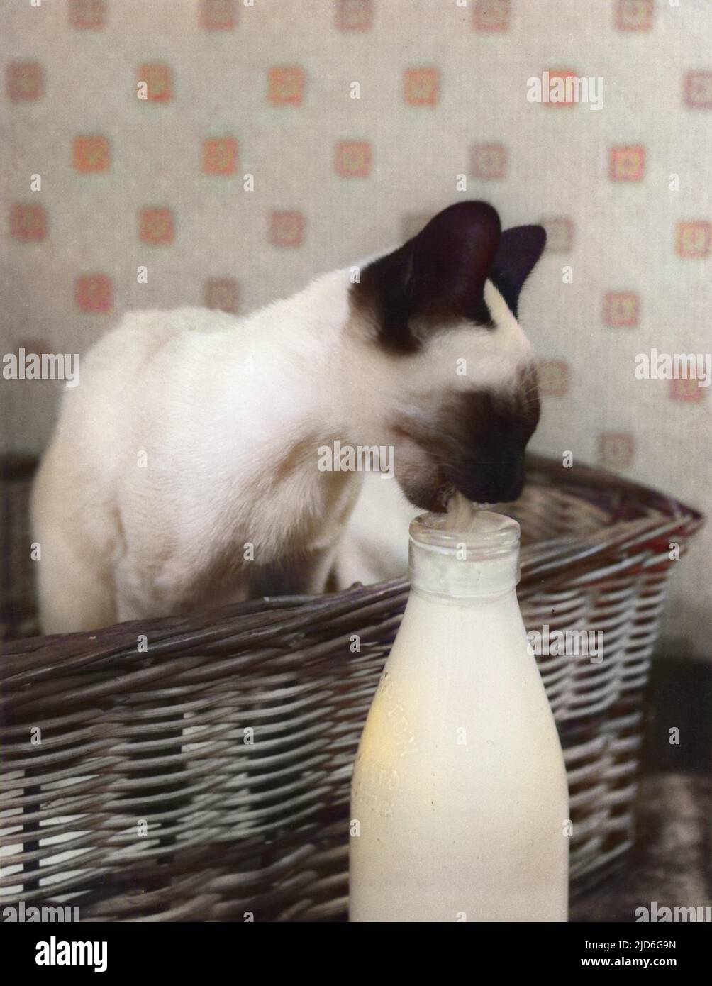 Ein verwöhntes siamesisches Kätzchen sitzt in seinem Weidenkorb und schmilbt die Creme von der Oberseite einer Milchflasche auf! Kolorierte Version von : 10173900 Datum: 1960s Stockfoto
