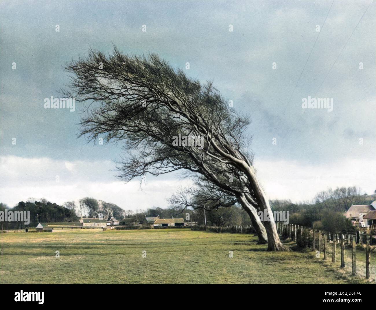 Bäume am Doonfoot, in der Nähe von Ayr, Ayrshire, Schottland, zeigen die Form, die von den vorherrschenden Winden gebildet wird. Kolorierte Version von : 10187821 Datum: 1950s Stockfoto