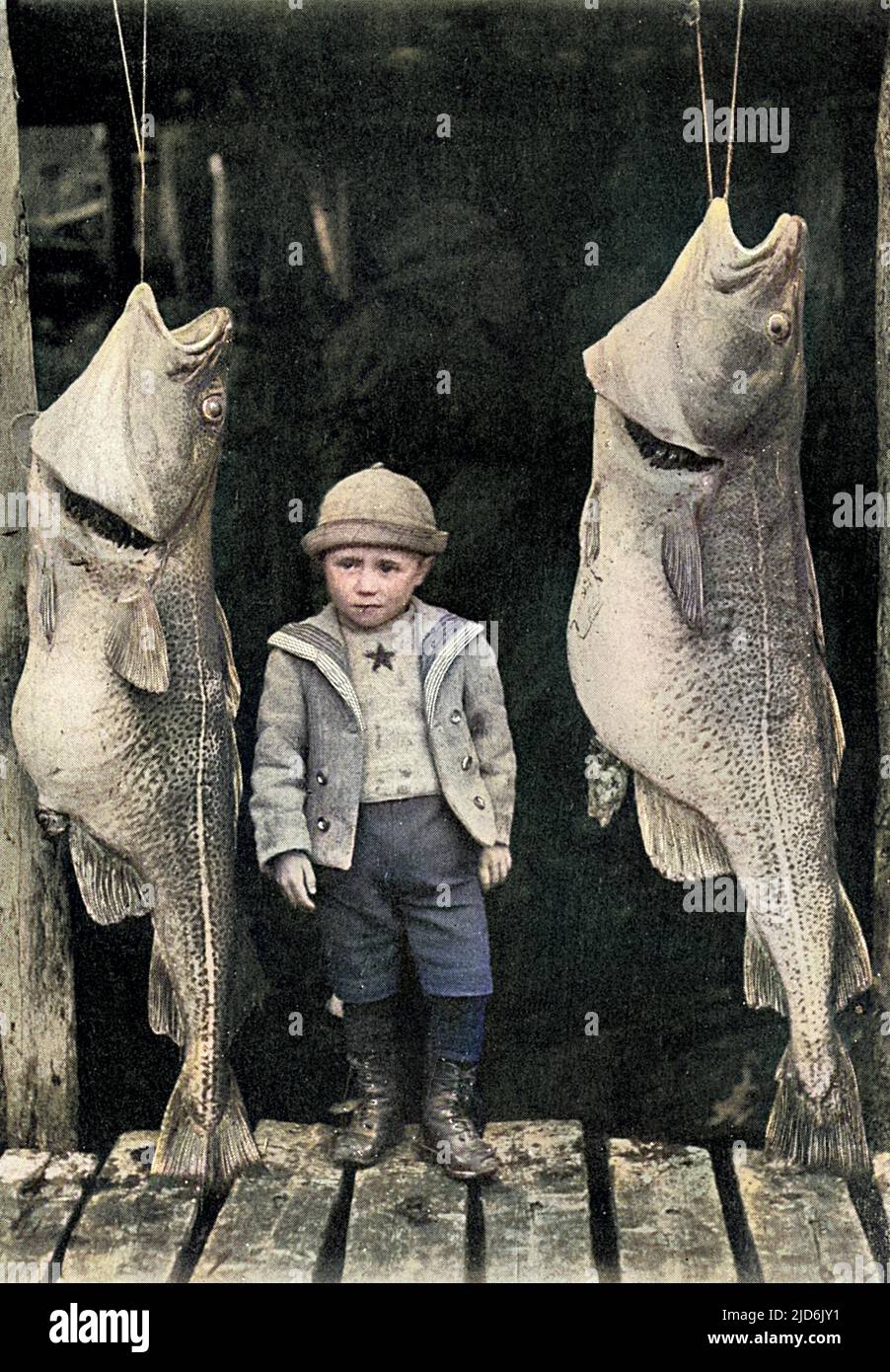 Die Produkte von Neufundland, Kanada ('um nichts von der mittleren zu sagen'). Ein Paar großer Kabeljau flankiert den jungen Fischer. Kolorierte Version von: 10823738 Datum: 1902 Stockfoto