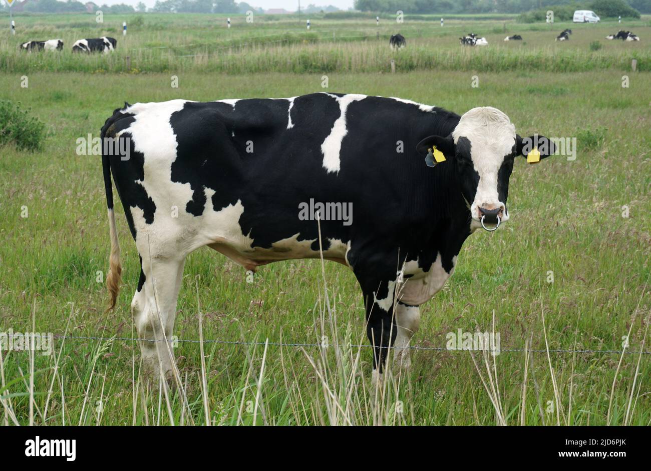 Beeindruckender Holstein-Friesischer Bulle auf einer deutschen Wiese in Ostfriesland. Stockfoto