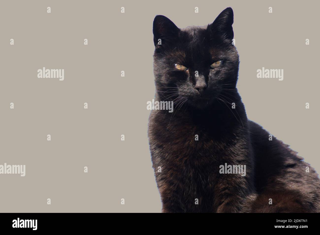 Porträt einer sitzenden Katze Stockfoto