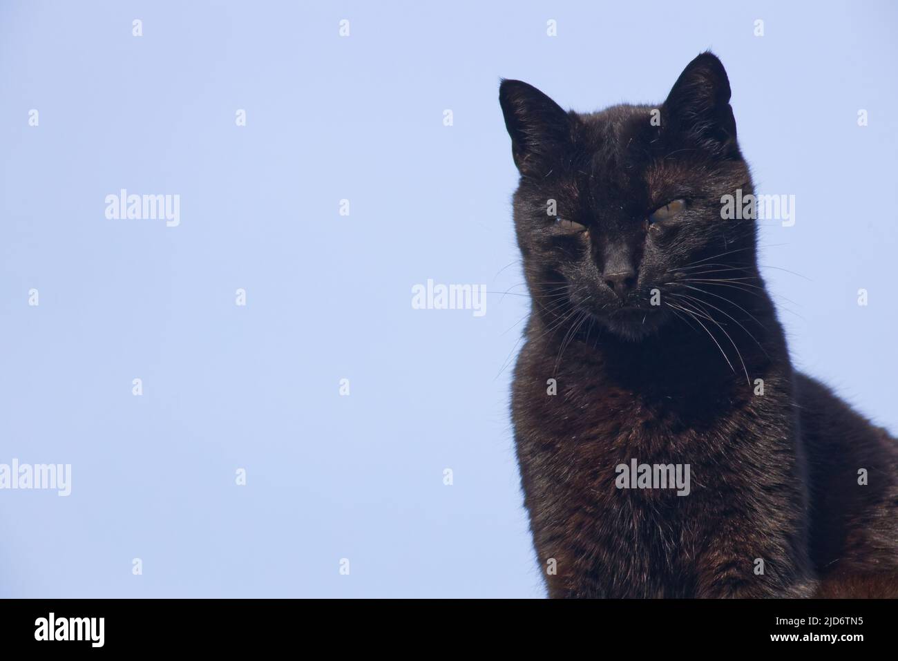 Porträt einer sitzenden Katze Stockfoto
