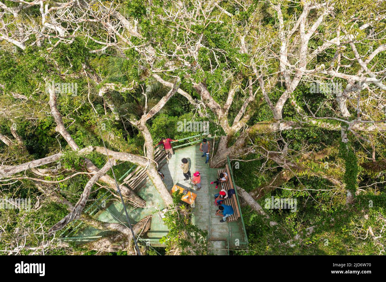 Draufsicht auf Menschen auf einem Aussichtsturm, die im Amazonas-Regenwald, im Yasuni-Nationalpark, Ecuador, Vögel beobachten. Stockfoto