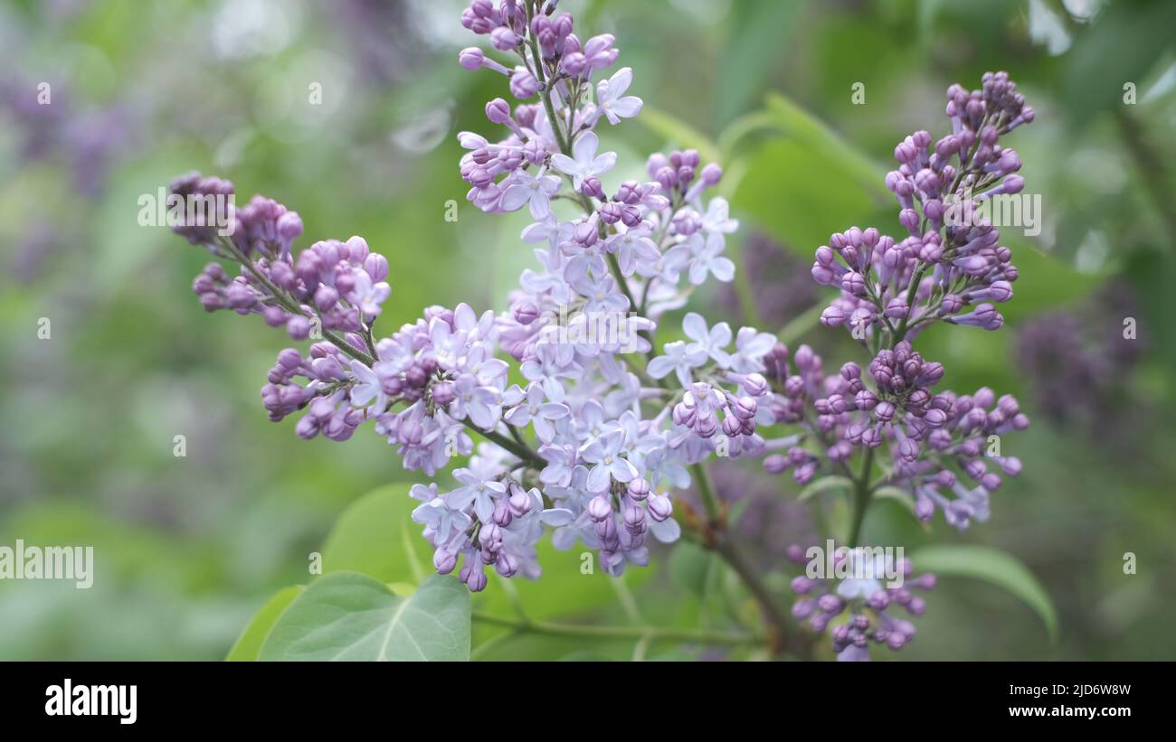 Heller natürlicher Hintergrund für Ihre Projekte aus violetten Fliederblüten vor dem Hintergrund grüner Bäume Stockfoto