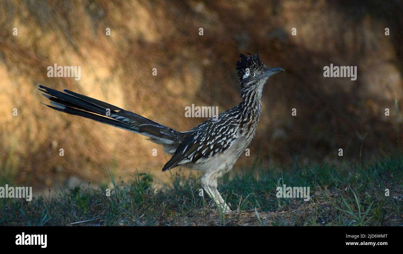 Roadrunner steht im Sonnenlicht Stockfoto