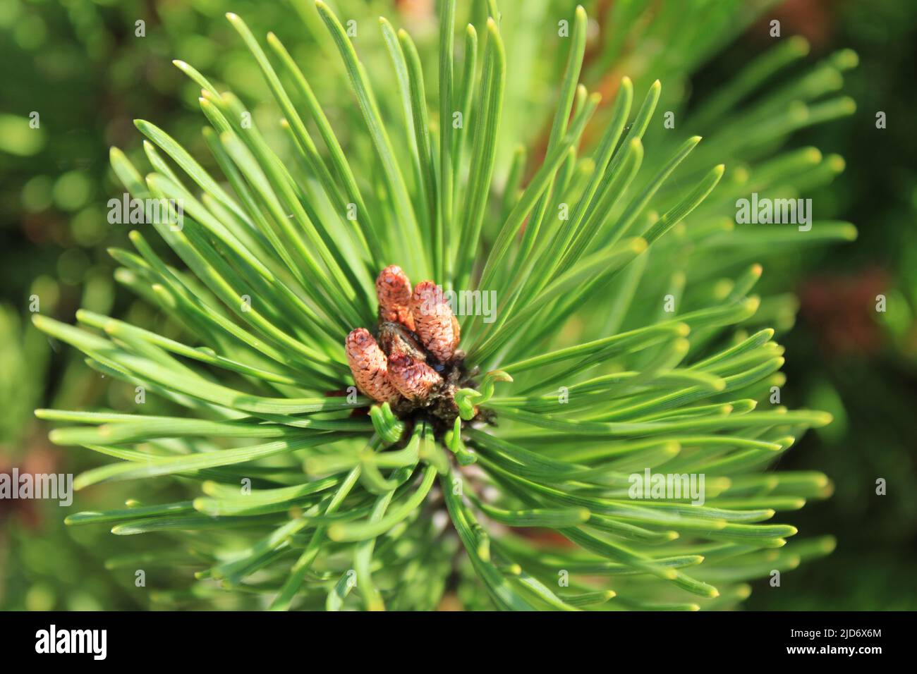 Draufsicht auf anwachsende Kiefern mit leuchtend grünen Blättern im Sommer Stockfoto