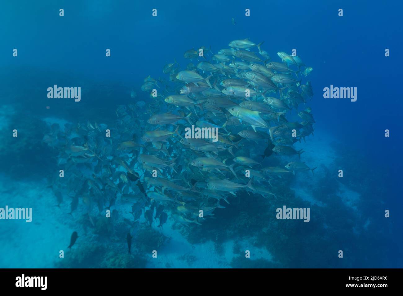 Fische schwimmen an den Tubbataha Riffen auf den Philippinen Stockfoto