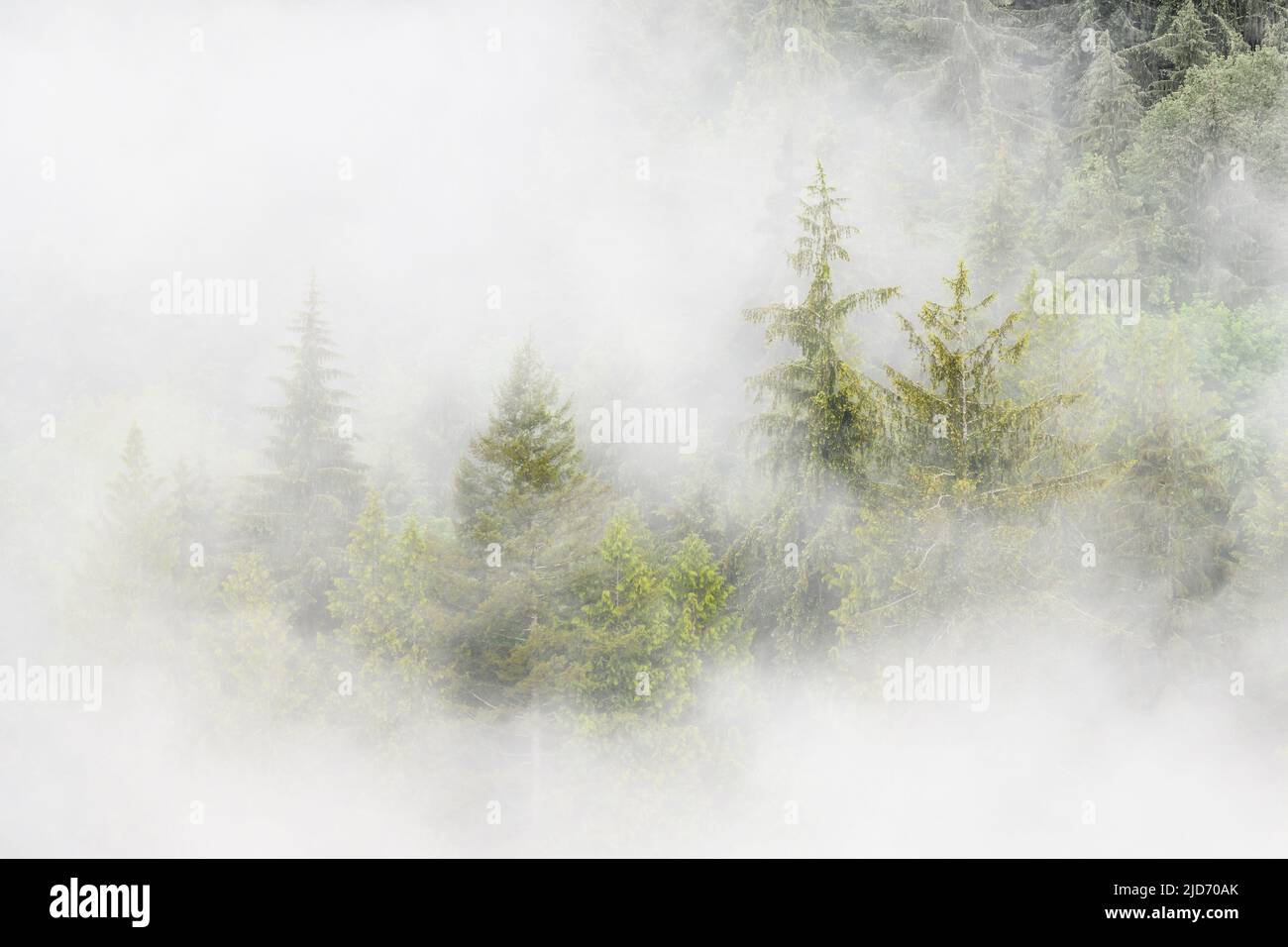 Nebel wirbelt um eine grüne Tanne herum Stockfoto