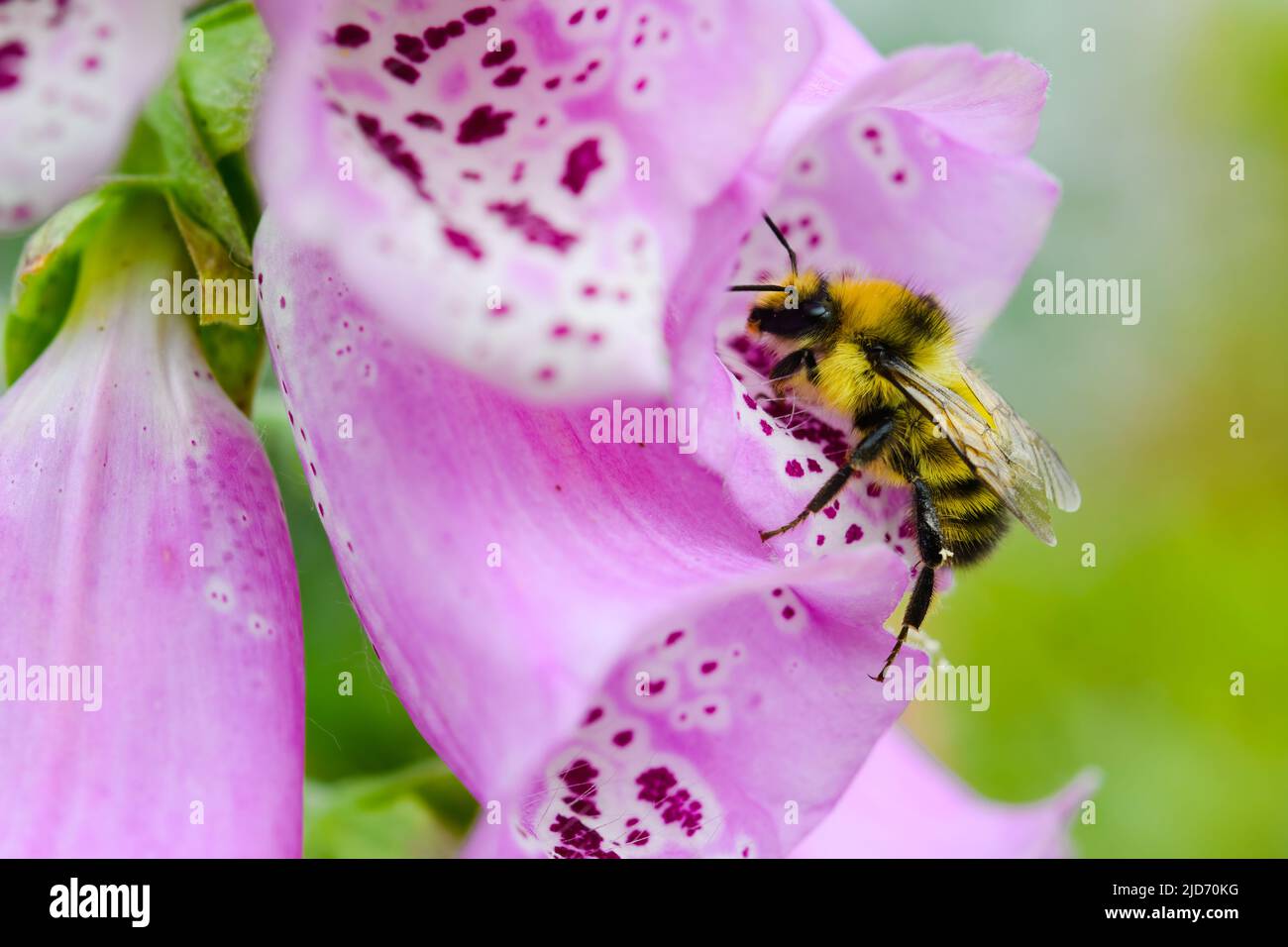 Eine gelb-schwarz ausgekleidete Biene auf einer violetten Fuchshandschuhfabrik in King County, Bundesstaat Washington Stockfoto