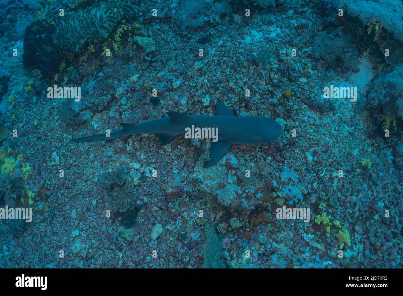 Haischwimmen im tubbataha Reef National Park Philippinen Stockfoto