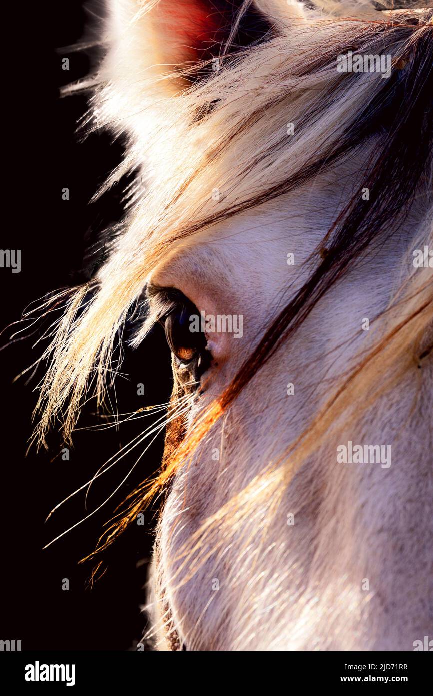 Pferd, sonniges Porträt. Schwarzer Hintergrund, rote Mähne, helle Farben. Stockfoto